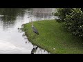 Alligator Eats Crane