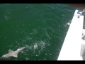 Mark Wagner catches a Black tip shark.mp4