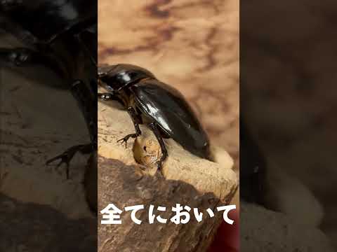 アメリカにおけるランギファー・タランドゥス亜種のおおよその分布。