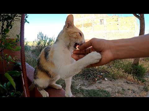 Sweet Cat Asks Me To Rub Her Head.