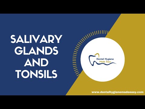 Salivary Glands and Tonsils