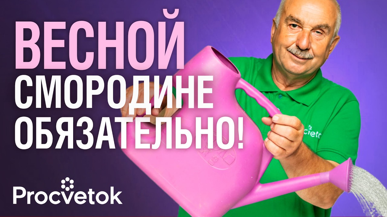 СМОРОДИНА И КРЫЖОВНИК БУДУТ УСЫПАНЫ ЯГОДАМИ, если сделаете так весной!