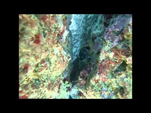 Dive in Corfu Poseidonia Dive Center
