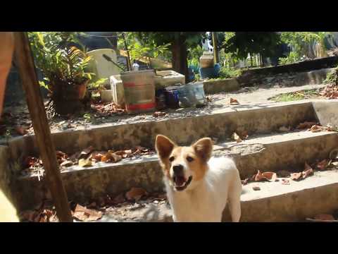 Dog catch food with her mouth