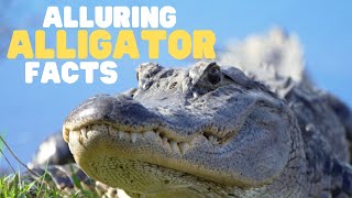Alluring Alligator Facts | Learn interesting tidbits about this ancient animal