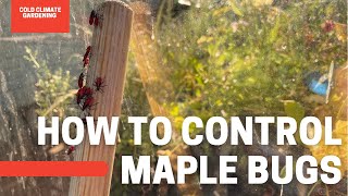 How To Control Maple Bugs? Are Elderbugs Harmful?! | Gardening in Canada