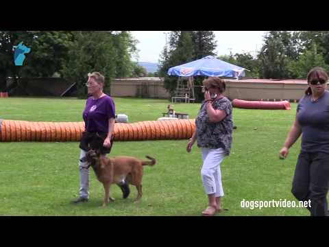 1. DMV Championat - Beate Krause - Abraxas vom Bökenhoff