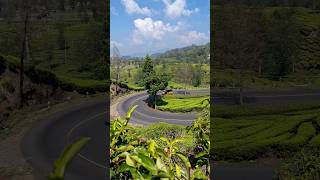 Download lagu Kebun Teh Ciwidey - Kelok Galau Ciwidey Bandung westJava - kebun teh Patengan Rancabali Kab Bandung mp3