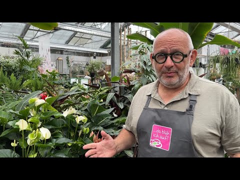 Zimmerpflanzen 🪴 richtig gießen! Auch in der Urlaubszeit! #zimmerpflanzen