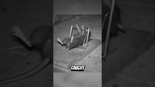 Crazy Animal Moments Caught On Camera