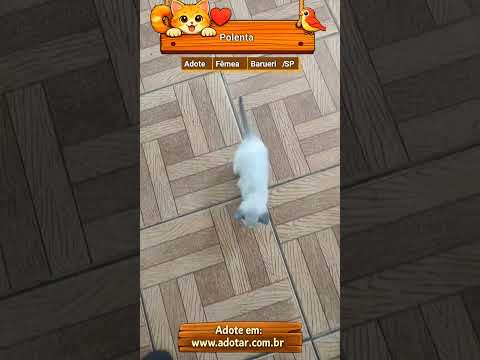 Vídeo de Polenta 