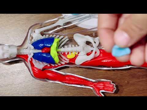 Discovery Mindblown 3D human anatomy / learn about the human body