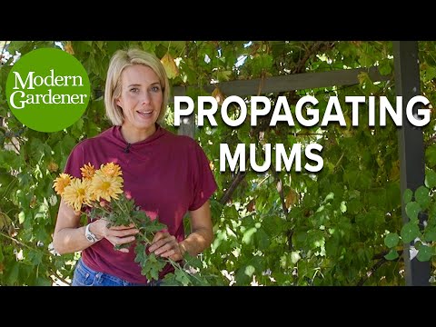 How to Propagate Mums from Cuttings