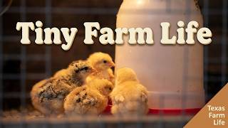 Baby Chicks at the Feeder | Tiny Farm Life on a Texas Farm 🐣
