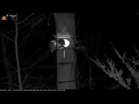 April Branches! Eldest Barred Owl Nestling Ventures Outside Nest Box – May 4, 2022