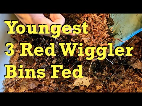 First feeding for "Towel & Pine Cone" worm bin - vermicomposting