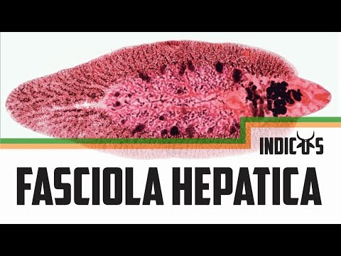 fasciola helminták)