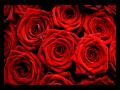 Book of Love - I Touch Roses (Long Stemmed version)
