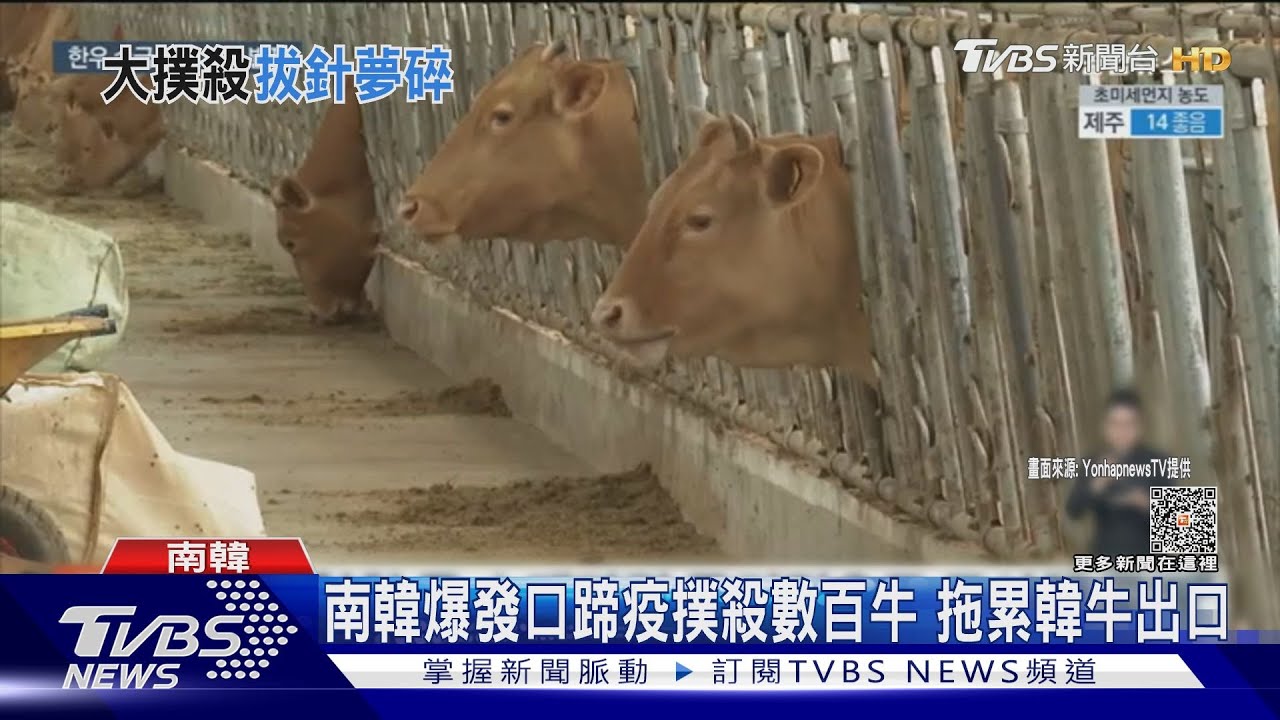 撲殺3養殖場逾450頭牛 南韓隔4年爆口蹄疫