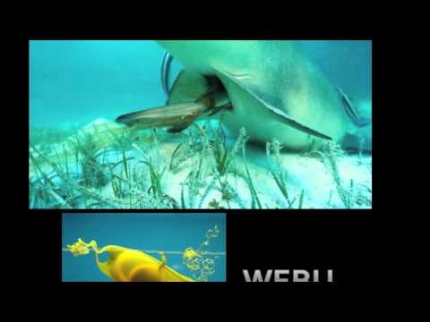 TRIBON - KIKO TA PASANDO