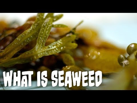 What is seaweed? | Seaweed Part 1