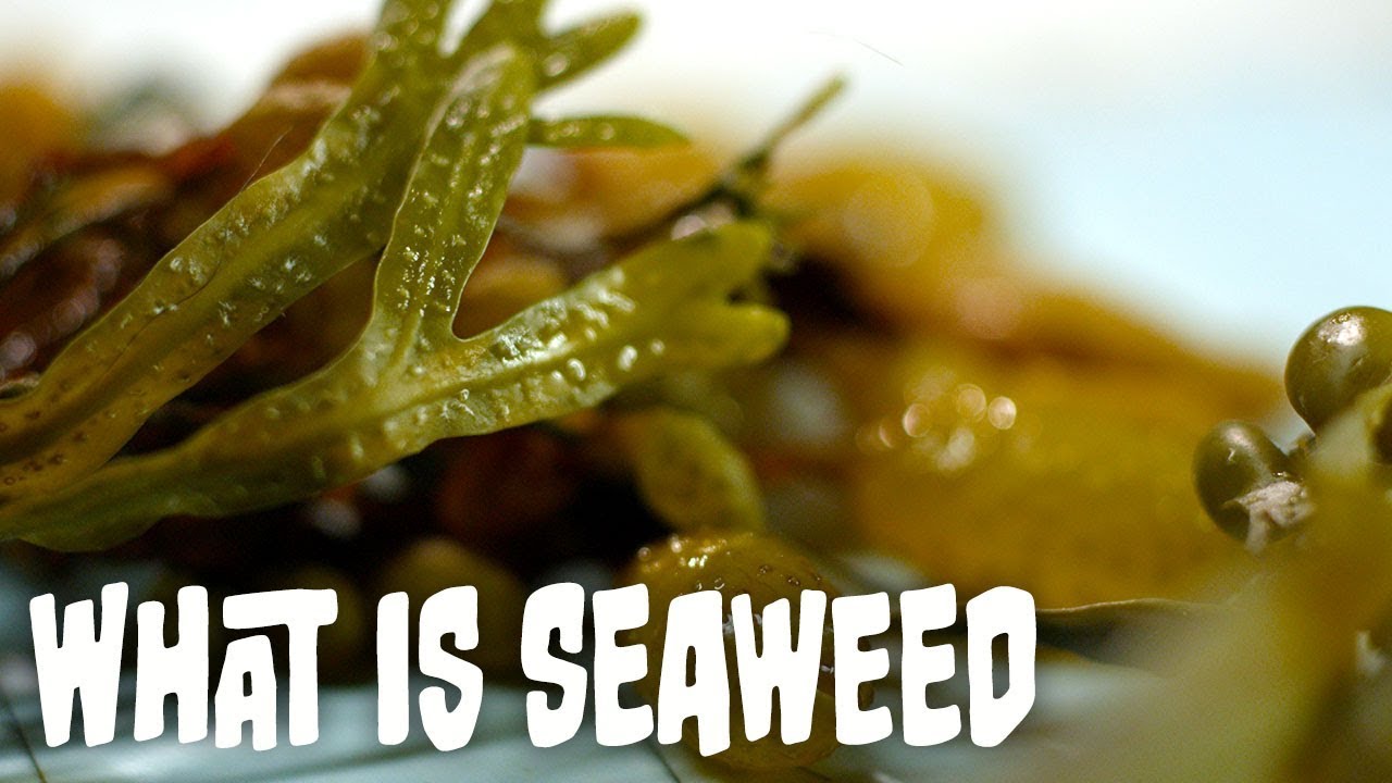 What is seaweed? | Seaweed Part 1
