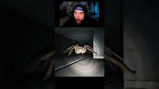 THIS SPIDER USES A.I TO HUNT YOU