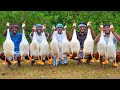 DUCK 10 Duck Fry Recipe Cooking In Village Vathu Varuval Village Style Traditional Duck Recipe