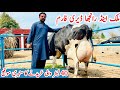 Malik And Ranjha Dairy Farm | imported cows And Friesian Heifers | Jani Best | 29 March 2024