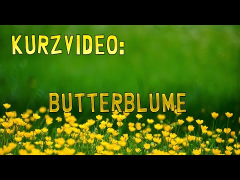Kurzvideo: Butterblume