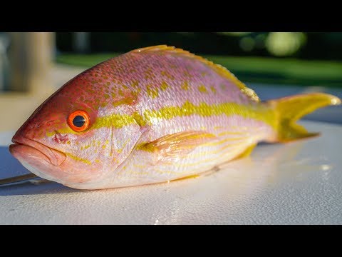 Whole Fried DEEP SEA Snapper! Catch Clean Cook