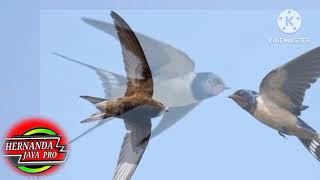 Download lagu suara panggil tarik inap jadi satu walet auto nginap mp3