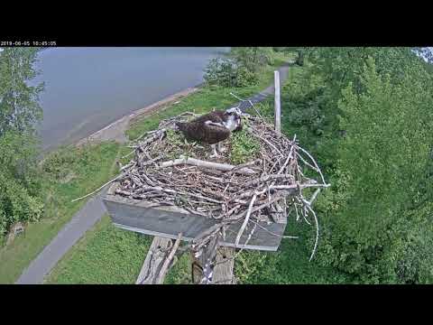 Orpheus defending nest intruders above. 6/05/19. 104442 20190605 104548