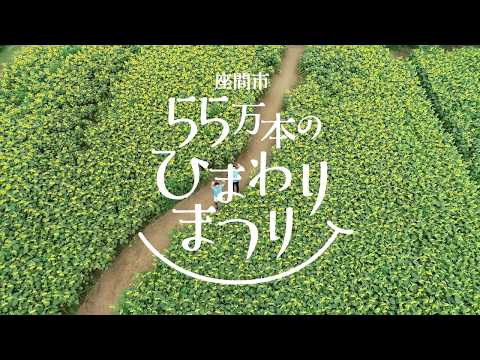 座間市55万本ひまわりまつり