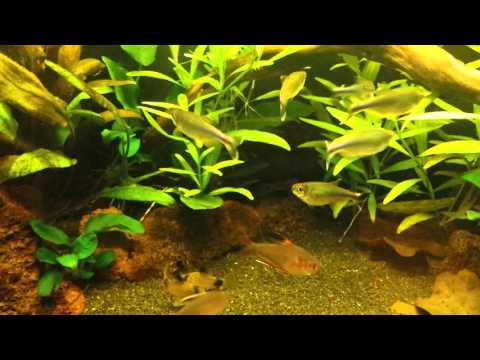 Corydoras panda in my 90l tank