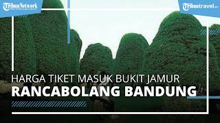 Harga Tiket Masuk Bukit Jamur Rancabolang, Tempat Wisata Populer & Penuh Spot Instagramable
