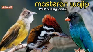 Download lagu MASTERAN WAJIP UNTUK BURUNG LOMBA 16 TEMBAKAN DAN BESETAN DAHSYAT || c,jenggot vs pelatuk vs Tengkek mp3 Download lagu MASTERAN WAJIP UNTUK BURUNG LOMBA 16 TEMBAKAN DAN BESETAN DAHSYAT || c,jenggot vs pelatuk vs Tengkek mp3