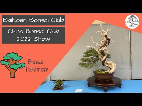 Chino Bonsai Club 2022 Show (San Gabriel) - Bonsai Exhibition - Baikoen Bonsai Club