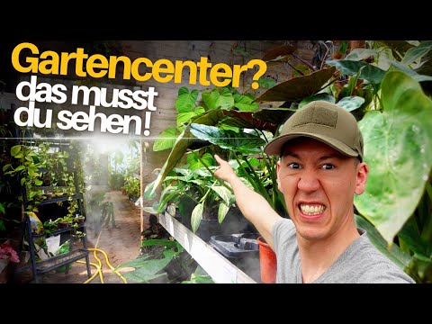 , title : 'Pott Planter im JUNGLE Gartencenter - seltene Zimmerpflanzen, blaue Begonien und Monstera variegata'