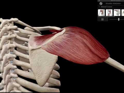 Muscles & Kinesiology Video