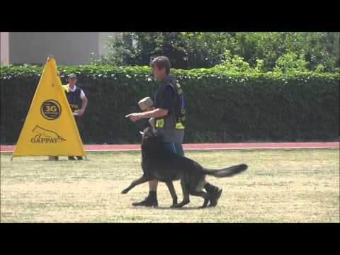 Czech Nationals 2015 Coudy z udoli Upy Obedience