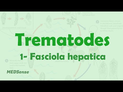 Nemathelminthes biologi x - Hidrobiologie-Caiet de stmoriz.ro