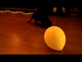 Sienna Speelt Met Een Ballon