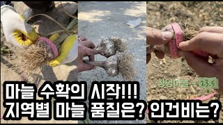 전국 마늘 수확시기!!! 과연 어느 지역 마늘의 품질이 좋고 수확량이 좋을까요?? 마늘 대회 한번 할까요?