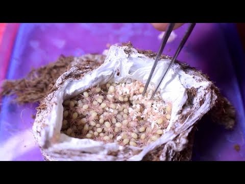 Incredible Footage Shows Tarantula Egg Sac Opening