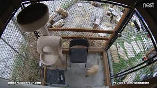 When Hawks and Cats attack Sparrows