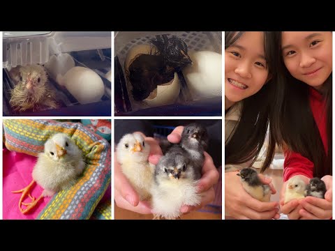 , title : 'We Hatched Baby Chicks! | Janet and Kate'