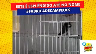 Esplêndido do Buriti