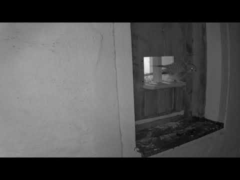 Turmfalkendame Mira legt ihr erstes Ei auf dem neuen Mini-Balkon! UNGLAUBLICH!