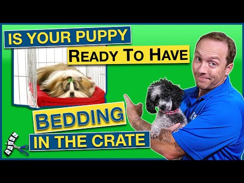 Should I Put Bedding In The Crate For My Puppy?